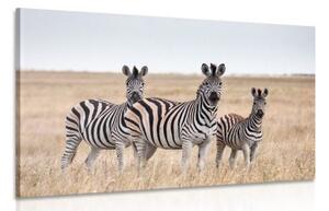 Obraz tři zebry v savaně - 120x80 cm
