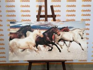 Obraz stádo koní - 100x50 cm