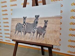 Obraz tři zebry v savaně - 60x40 cm