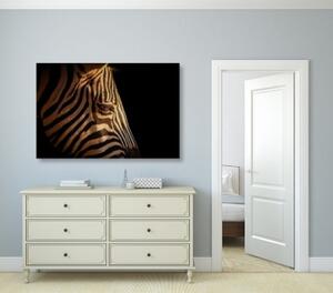 Obraz portrét zebry - 60x40 cm