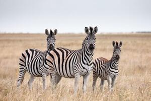 Obraz tři zebry v savaně - 60x40 cm
