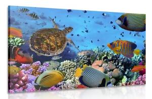 Obraz podmořský svět - 60x40 cm