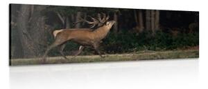 Obraz majestátní jelen - 120x40 cm