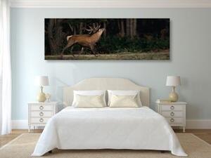 Obraz majestátní jelen - 150x50 cm