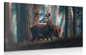 Obraz jelen v borovicovém lese - 60x40 cm