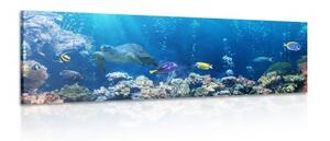 Obraz tropické rybky - 150x50 cm