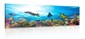 Obraz korálový útes s rybkami a želvami - 120x40 cm