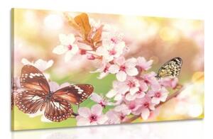Obraz jarní květiny s exotickými motýly - 120x80 cm