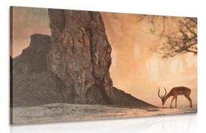 Obraz africká antilopa - 90x60 cm