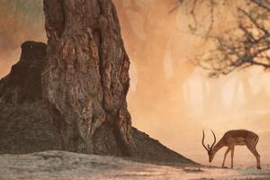 Obraz africká antilopa - 60x40 cm