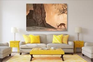 Obraz africká antilopa - 60x40 cm