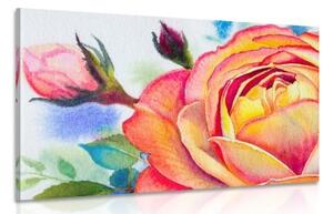 Obraz růže v růžových odstínech - 120x80 cm