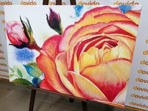 Obraz růže v růžových odstínech - 60x40 cm