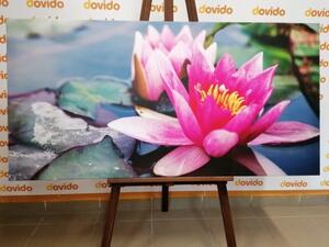 Obraz růžový lotosový květ - 100x50 cm