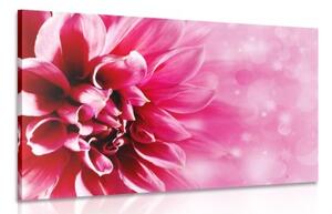 Obraz růžový květ - 60x40 cm