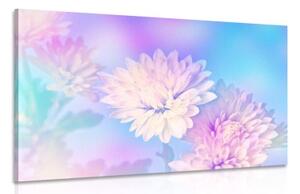 Obraz květ chryzantémy - 60x40 cm
