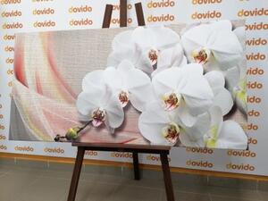 Obraz bílá orchidej na plátně - 100x50 cm