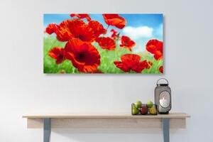 Obraz květiny máku na louce - 100x50 cm