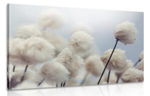 Obraz arktické květiny bavlny - 120x80 cm