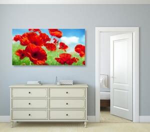 Obraz květiny máku na louce - 100x50 cm