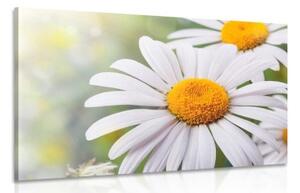 Obraz květiny heřmánku - 60x40 cm