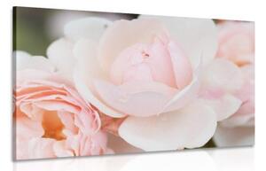 Obraz plný růží - 60x40 cm