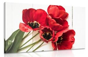 Obraz rozkvetlé červené tulipány - 90x60 cm