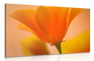 Obraz nádherná květina - 60x40 cm