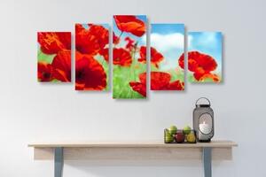5-dílný obraz květy máku na louce - 100x50 cm