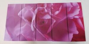 5-dílný obraz lupínky karafiátu - 100x50 cm