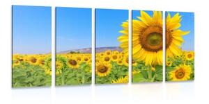 5-dílný obraz pole slunečnic - 100x50 cm