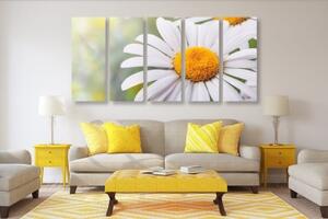 5-dílný obraz květiny kopretiny - 100x50 cm