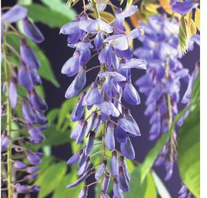 Vistárie FloraSelf Wisteria sinensis 50-70 cm květináč 2,3 l