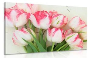 Obraz jarní tulipány - 120x80 cm