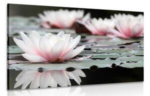 Obraz lotosový květ - 120x80 cm