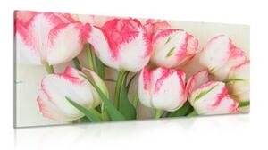Obraz tulipány v jarním nádechu - 100x50 cm