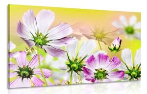 Obraz letní květiny - 90x60 cm