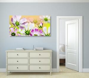 Obraz zahradní květiny - 100x50 cm