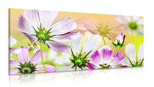 Obraz zahradní květiny - 100x50 cm
