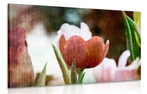 Obraz louka tulipánů v retro stylu - 60x40 cm