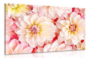 Obraz něžné květy jiřiny - 60x40 cm