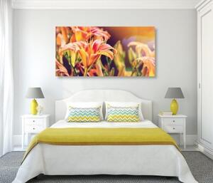 Obraz nádherně kvetoucí zahradní květiny - 100x50 cm