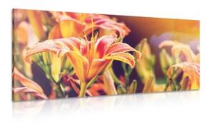 Obraz nádherně kvetoucí zahradní květiny - 100x50 cm
