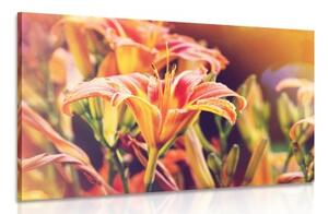 Obraz krásné kvetoucí květiny v zahradě - 60x40 cm