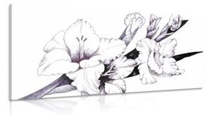 Obraz ilustrace kvetoucího mečíků - 100x50 cm