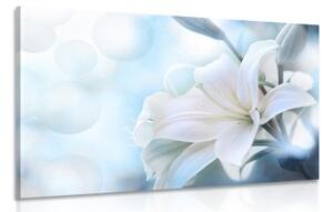 Obraz bílý květ lilie na abstraktním pozadí - 60x40 cm