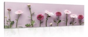 Obraz kompozice růžových chryzantém - 150x50 cm