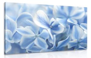 Obraz květiny hortenzie v modrobílém nádechu - 60x40 cm
