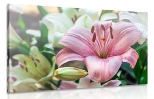 Obraz rozkvetlé lilie v zahradě - 60x40 cm