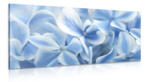 Obraz modro-bílé květy hortenzie - 100x50 cm